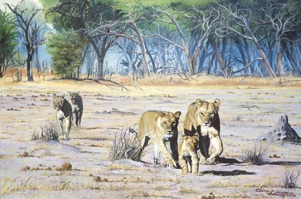 Stragglers of Botswana