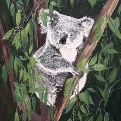 Kelly Koala
